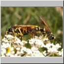 Tenthredo omissa - Blattwespe 06.jpg